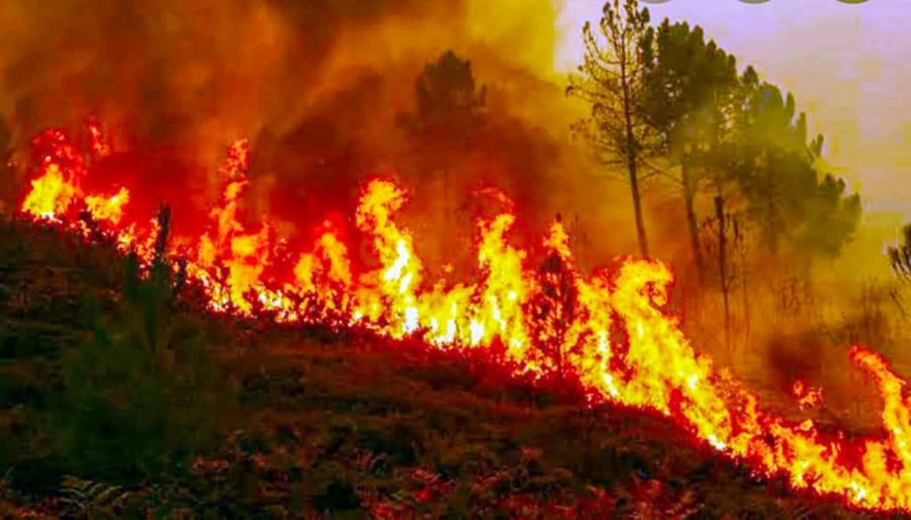Importance of Forest Fires Prevention