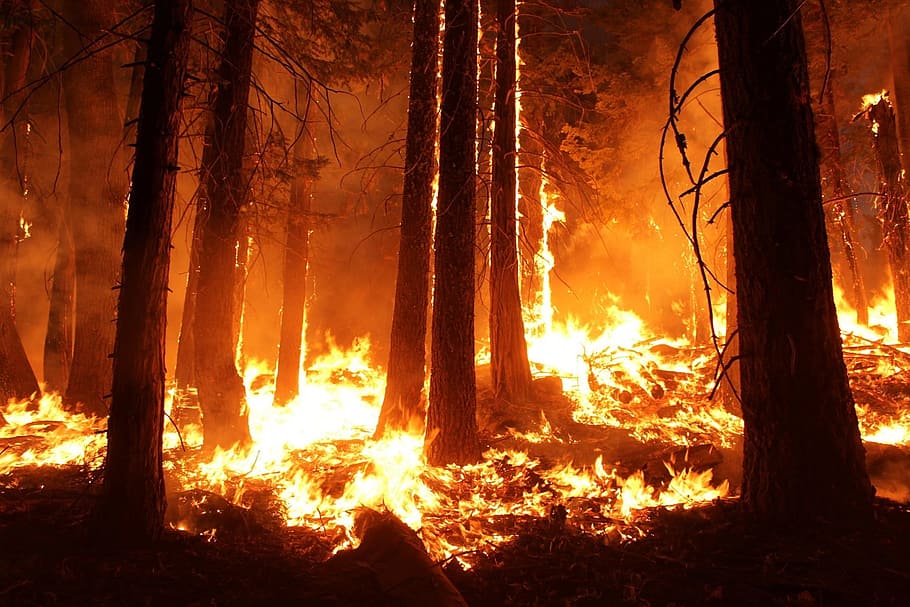 Forest Fires or Wildfires Management